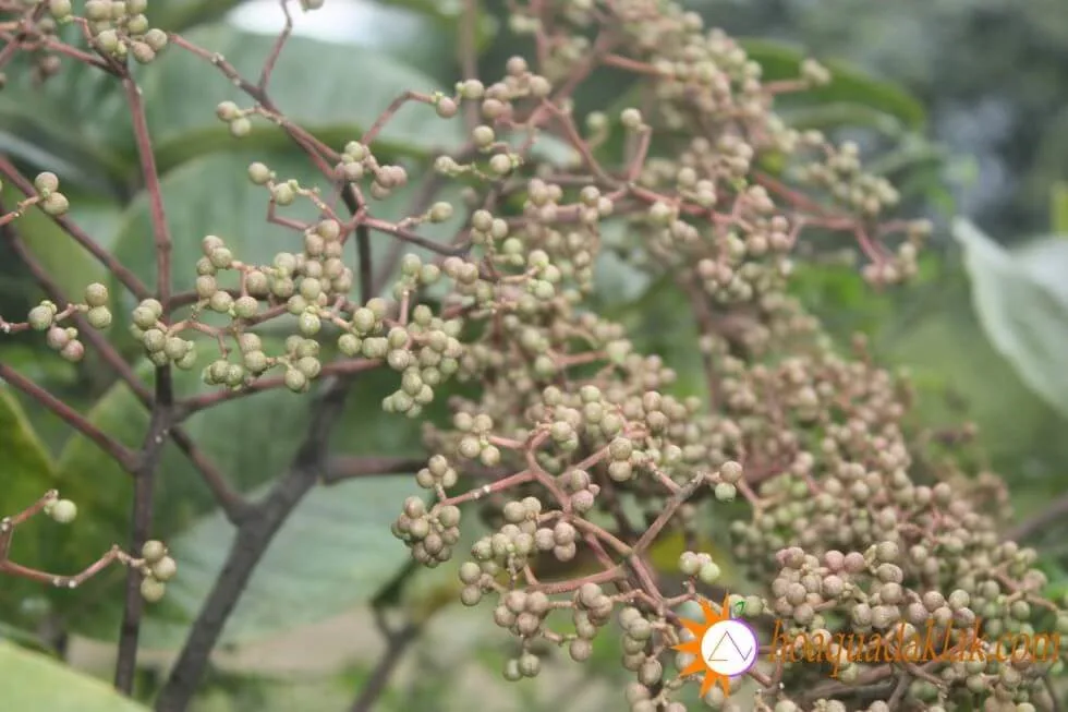 Gia vị hạt mắc khén Tây Bắc - Đặc sản và điểm đến du lịch nổi tiếng tại Mai Châu